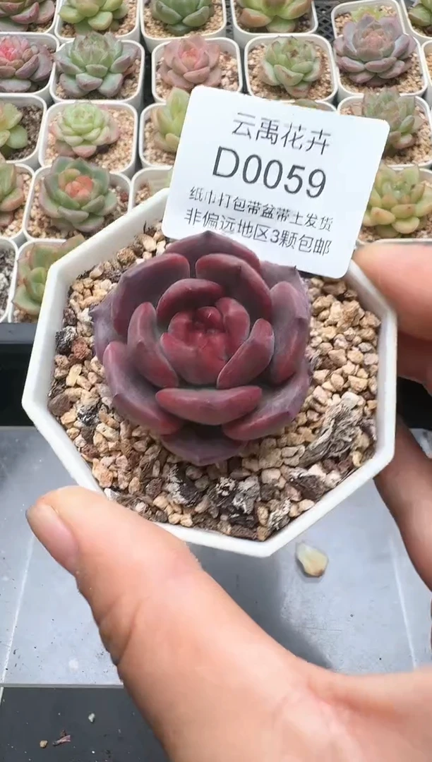 059D云禹多肉植物 带盆土纸巾打包 3颗包邮