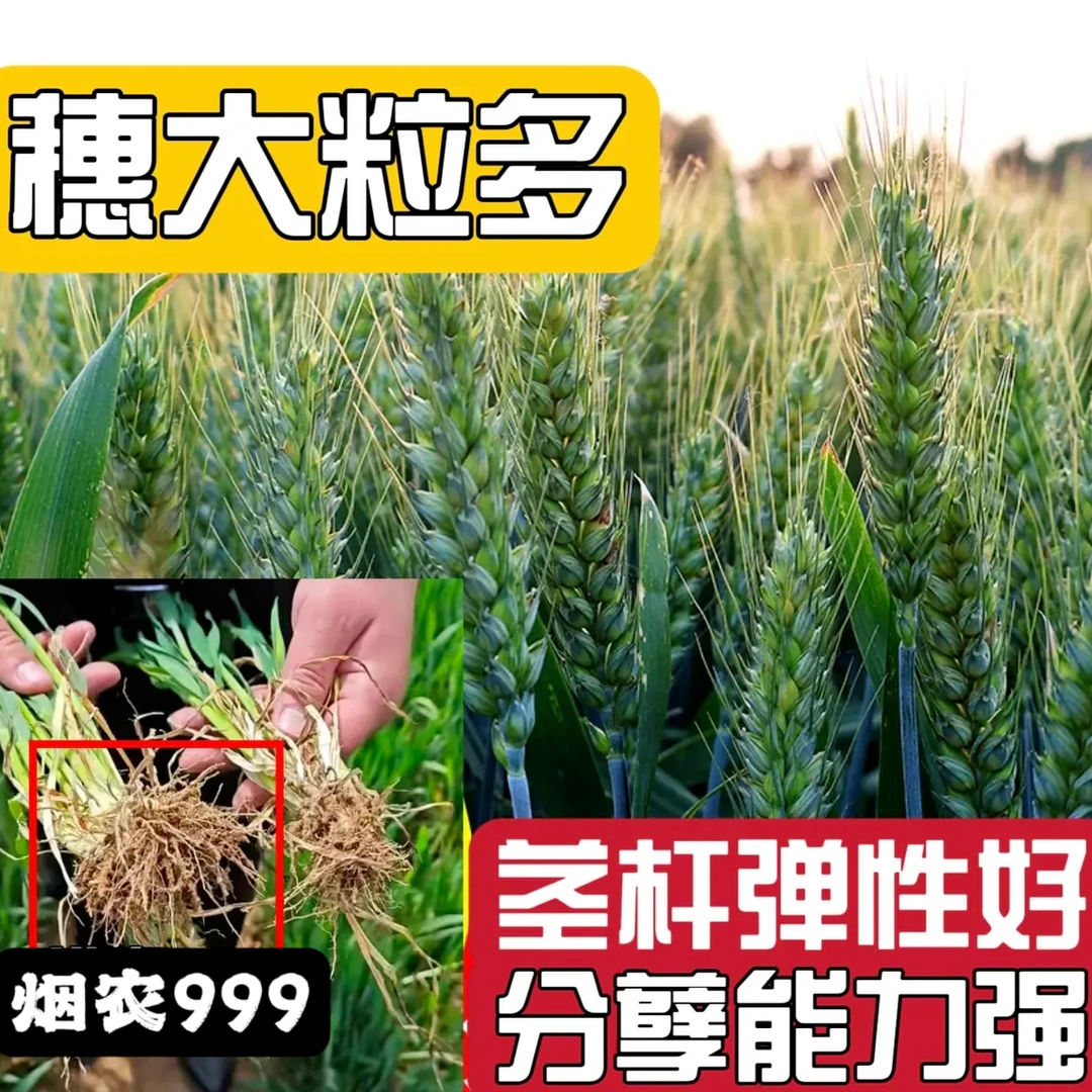 1烟农999国审高产高抗小麦种子矮杆高产抗寒抗冻