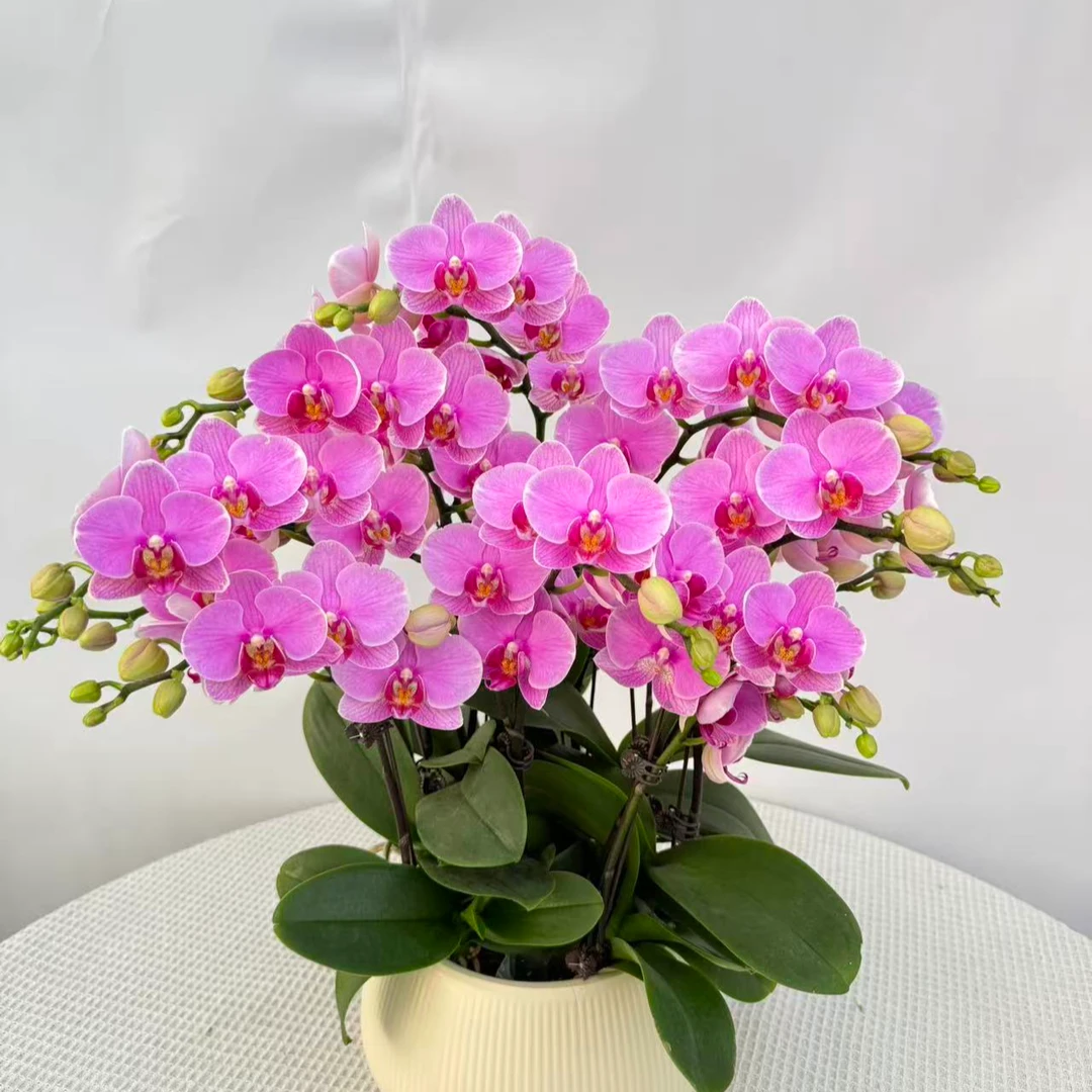 蝴蝶兰《十里桃花》神秘紫色 精致组盆 好养耐养 带花带苞 基地直发