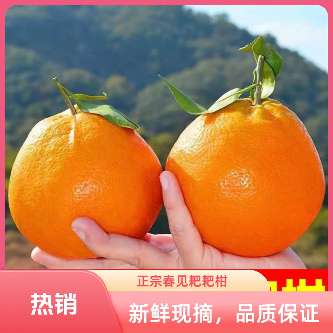 四川正宗春见耙耙柑新鲜多汁橘子香甜易剥