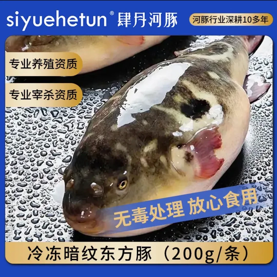 河豚鱼新鲜冷冻淡水鱼河豚鱼鲜活速冻1条装200g顺丰冷链