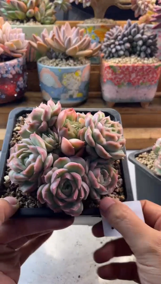 安*11.17-26水晶虾饺