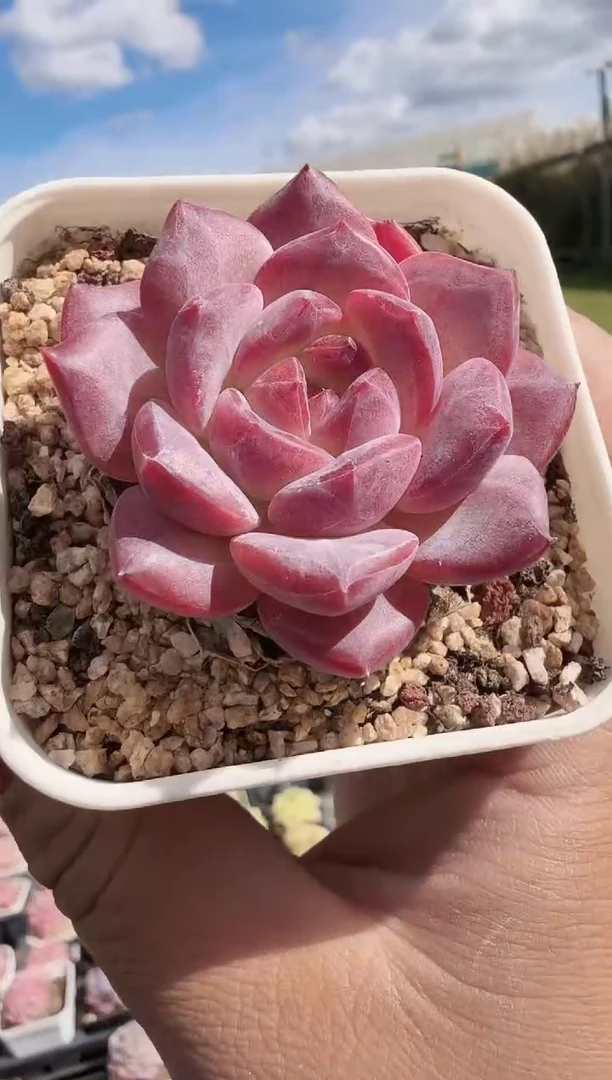 东云多肉园新款-113