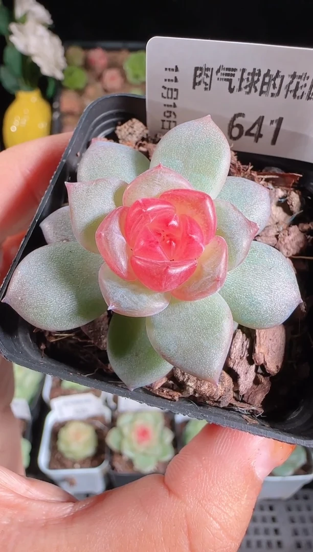 1116-641寒酥群生不包整