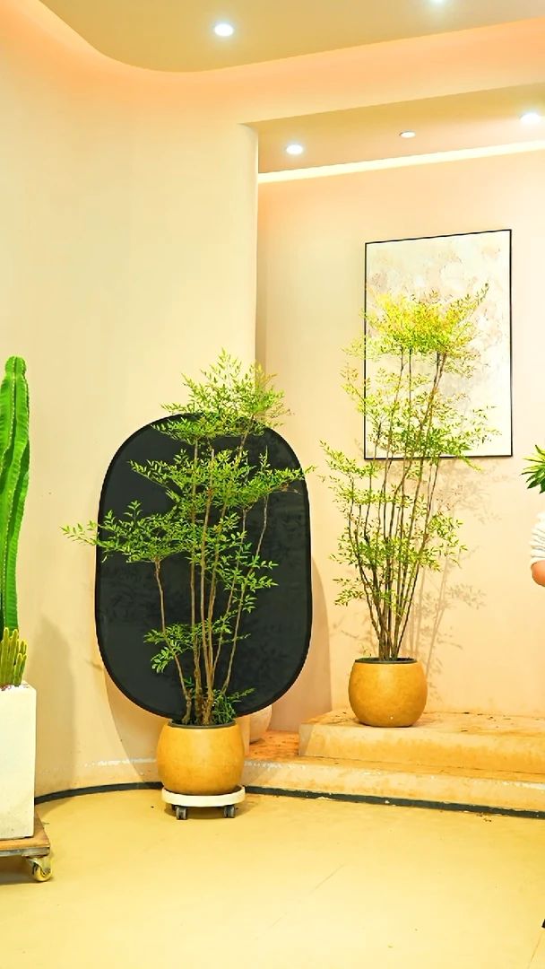 不开花植物H****高一物一拍落地款南天竹