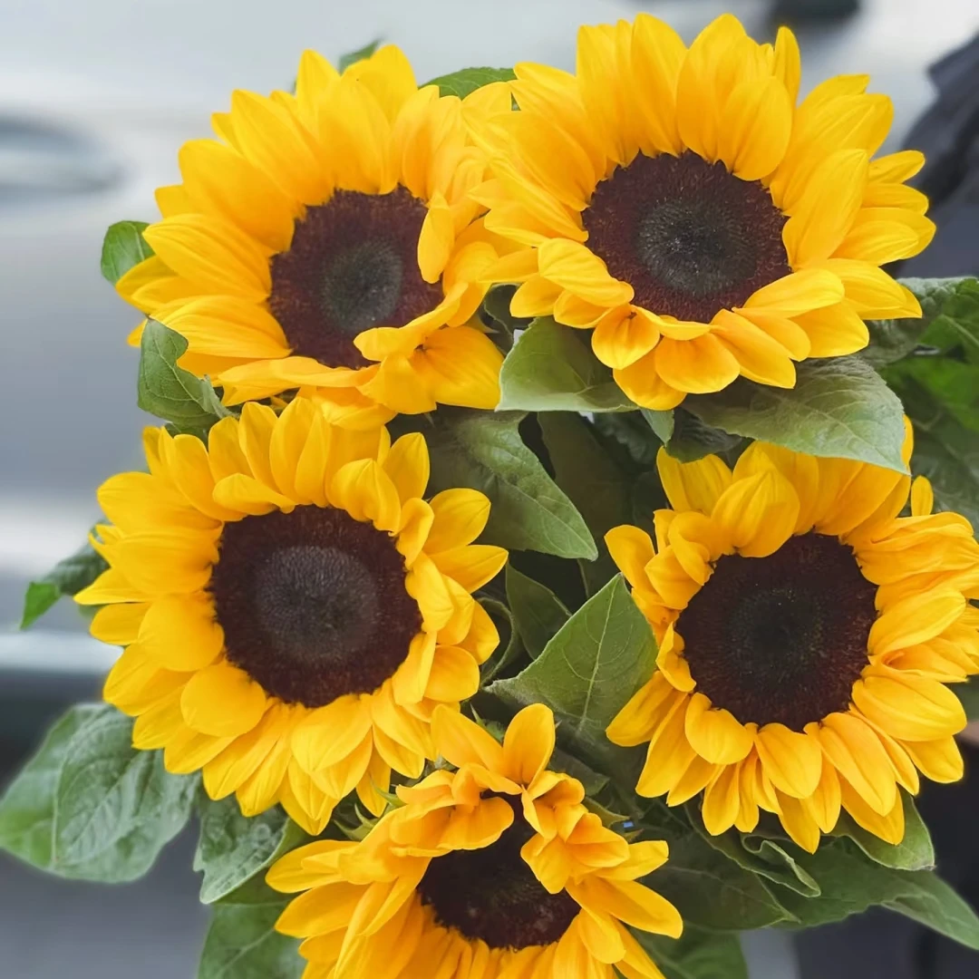 【黑心向日葵3枝】鲜花次日达批发直播品质鲜花 全场任意满两单顺丰包邮