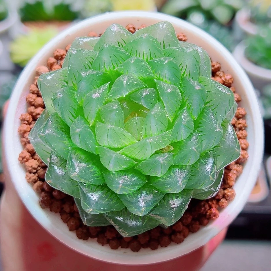 冰川玉露（满16包邮）十二卷透窗多肉植物