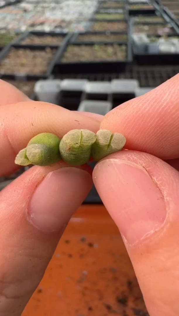 29-234多肉植物肉锥