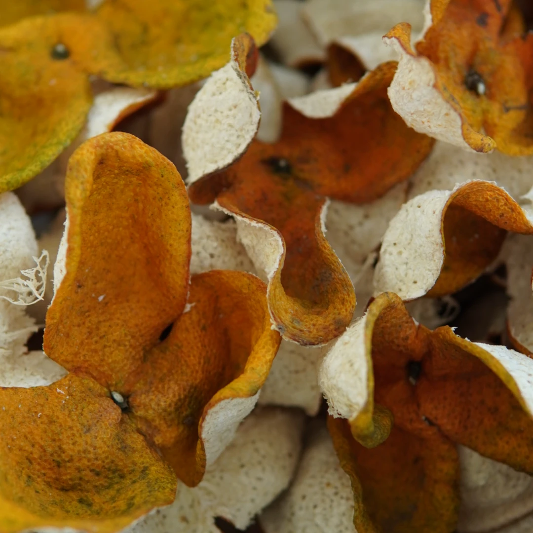 [2024年茶坑圈枝大红皮] 花香蜜韵柑香 新会陈皮