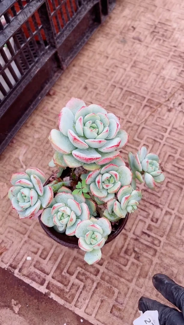 用****海多肉植物一物一拍27133