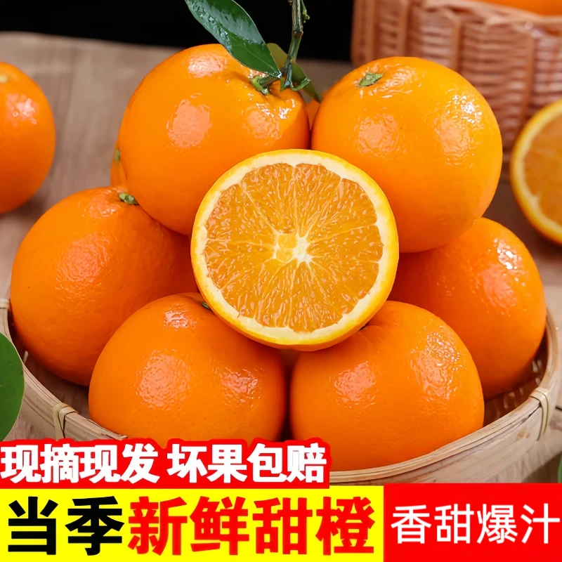 【正宗高山脐橙】新鲜当季高山脐橙金堂县产地直发美味水果爆甜多汁