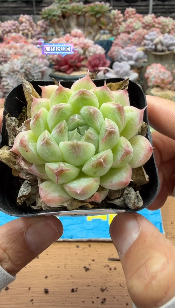 东云多肉园二店-516