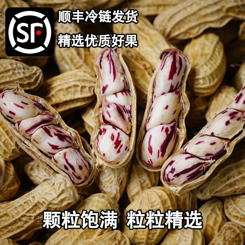 （顺丰冷链）云南新鲜七彩花生现挖现发颗粒饱满手工挑选水果花生