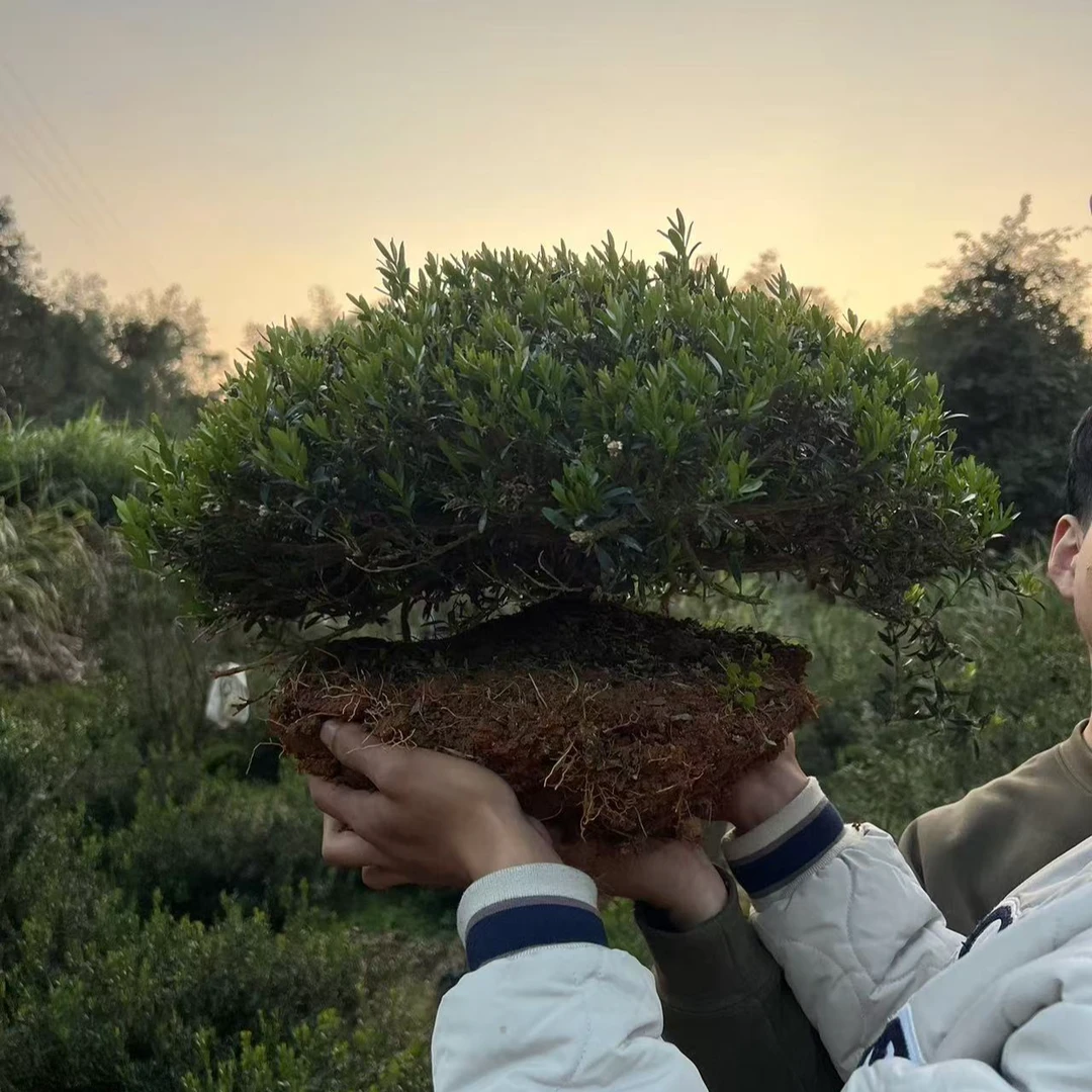 福建小叶雀舌皱皮黄杨