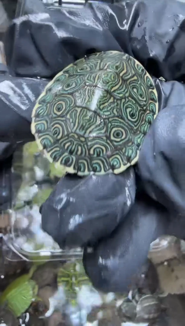 公母搭配宠物龟21号拍品