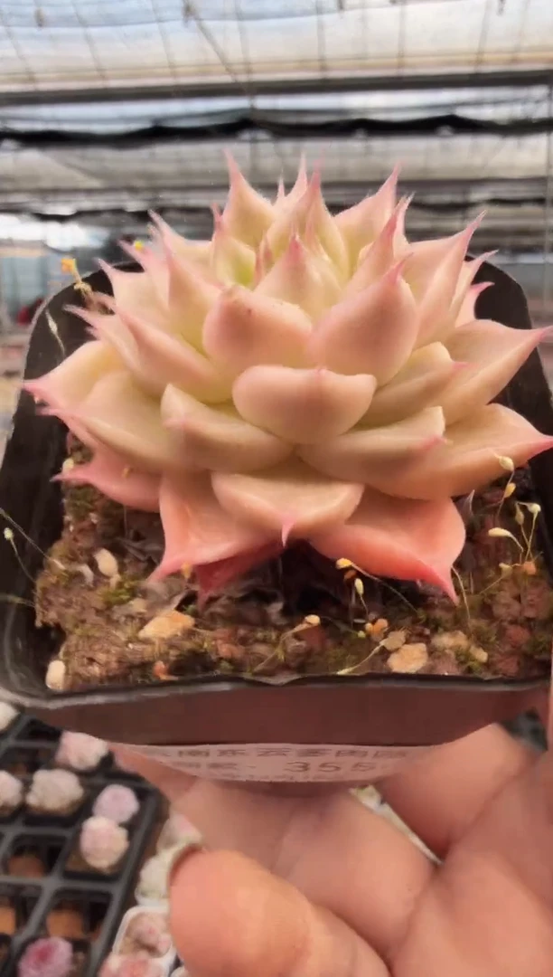 东云多肉园新款-355