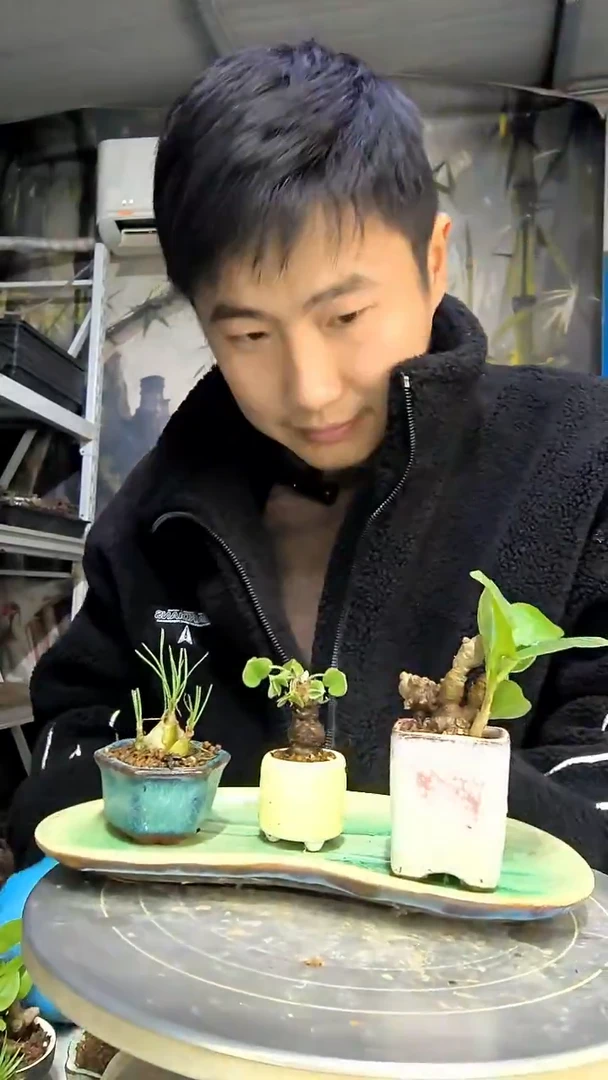 醉**业中青园艺一物一拍花88