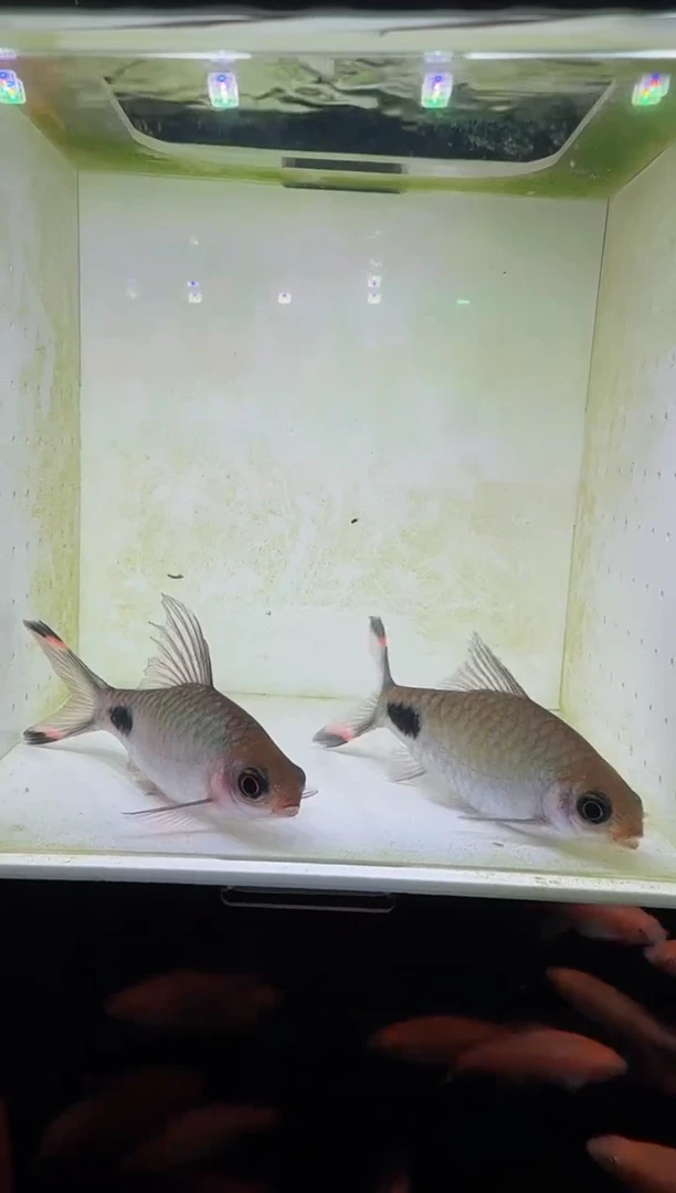 工具鱼红杂紫222