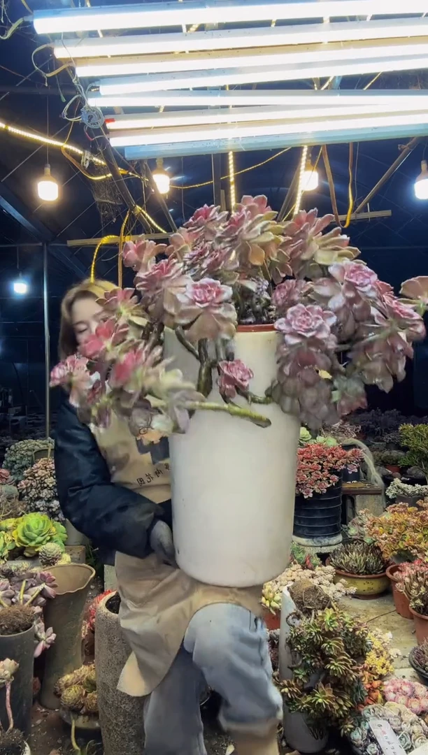 【闪购商品】大紫乐一物一拍带陶瓷盆（物流自理）