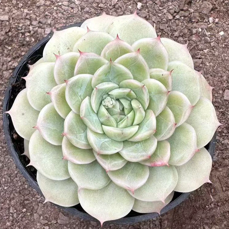 10#三叶草多肉植物      前男友精品多肉sm1027