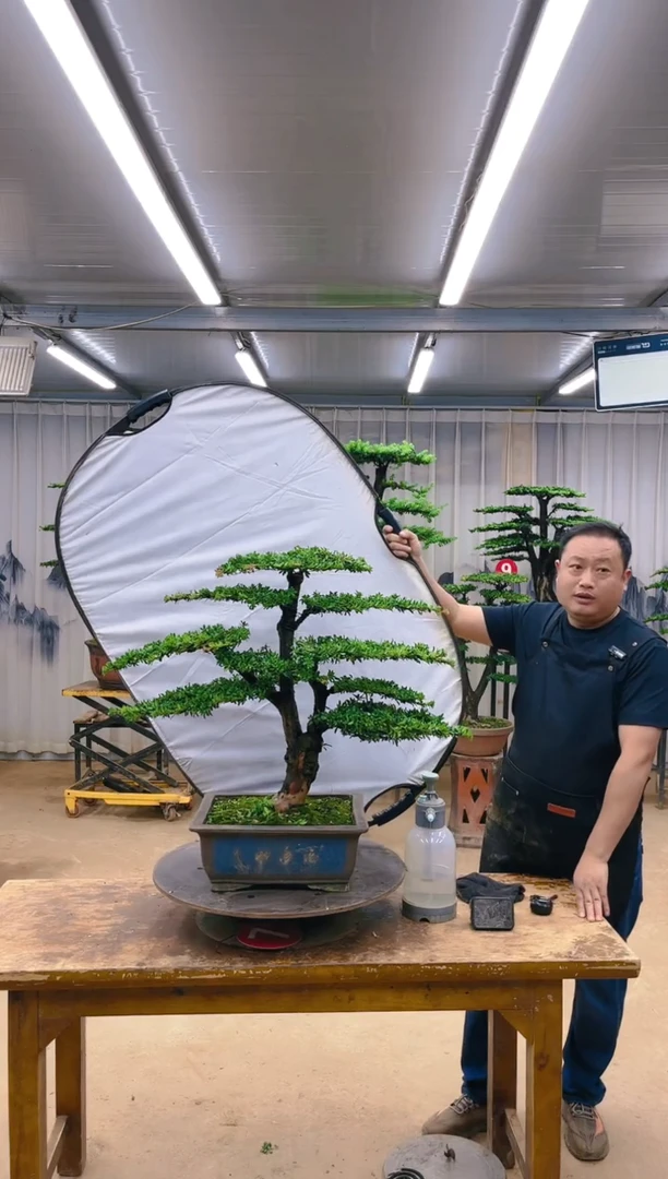 无花朵精品盆景  一物一拍