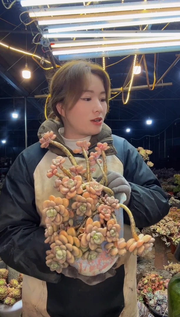 【闪购商品】带盆土 物流自理150