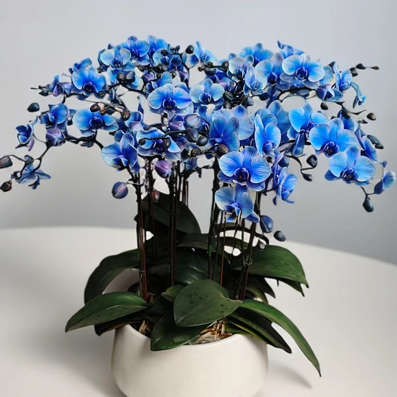 精品鲜花蝴蝶兰【马卡龙lsjl】室内花送人送礼 兰盆栽花卉【非天然】