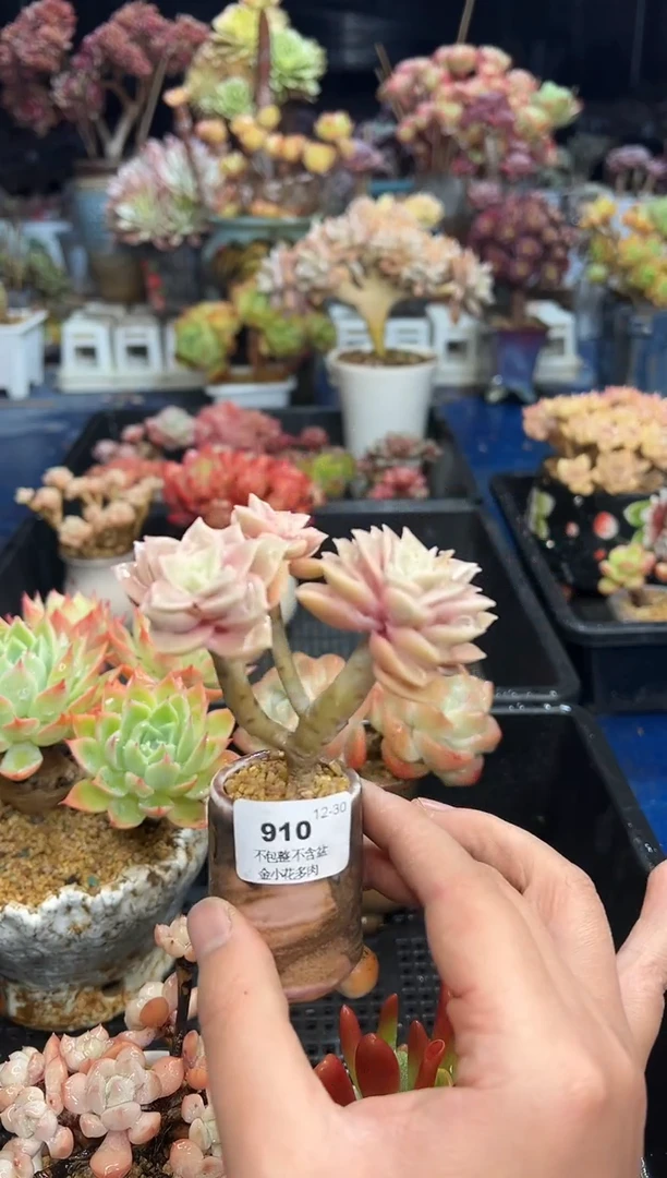 【闪购商品】910带盆