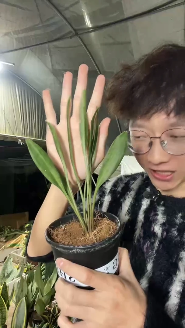 勺叶虎皮兰带盆土28.8