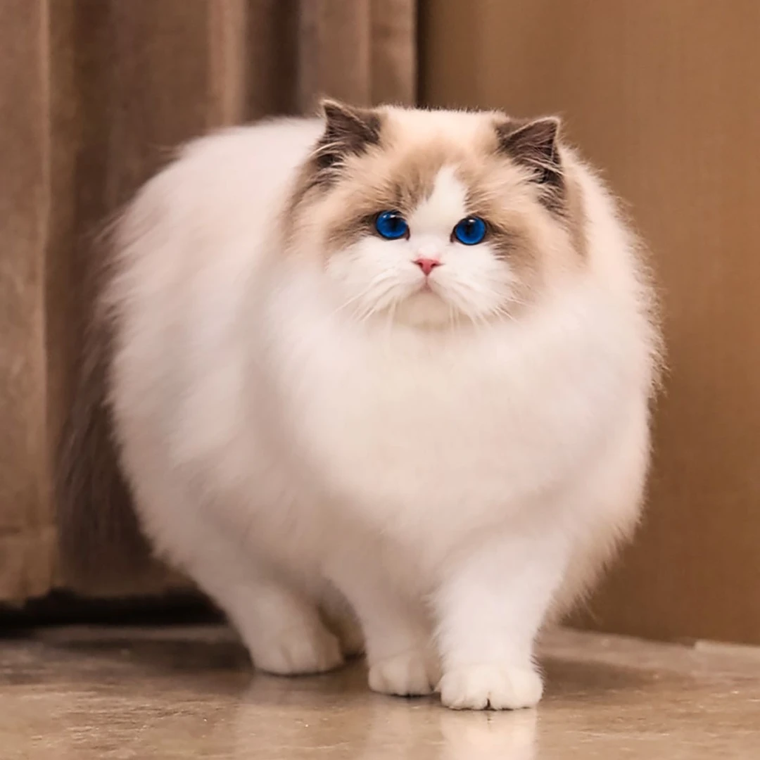 【甜甜家的布偶猫】活体猫