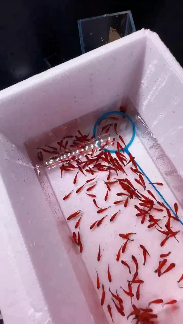 1.5厘米不分公母淡水黑尾猫鱼苗 15条送10条备损