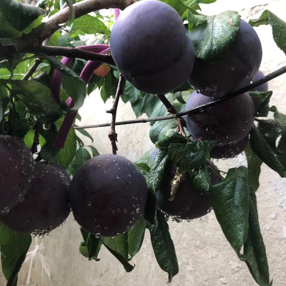 黑霸王李子树苗（巨人李）