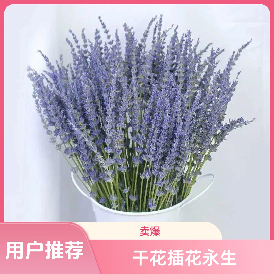 薰衣草干花花束紫色礼物干花安神助眠客厅家居装饰摆设真花插花