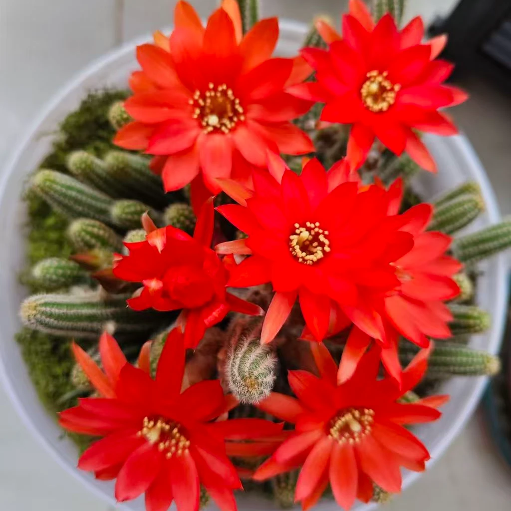 会开花的仙人球白檀毛毛虫多肉植物盆栽防辐射