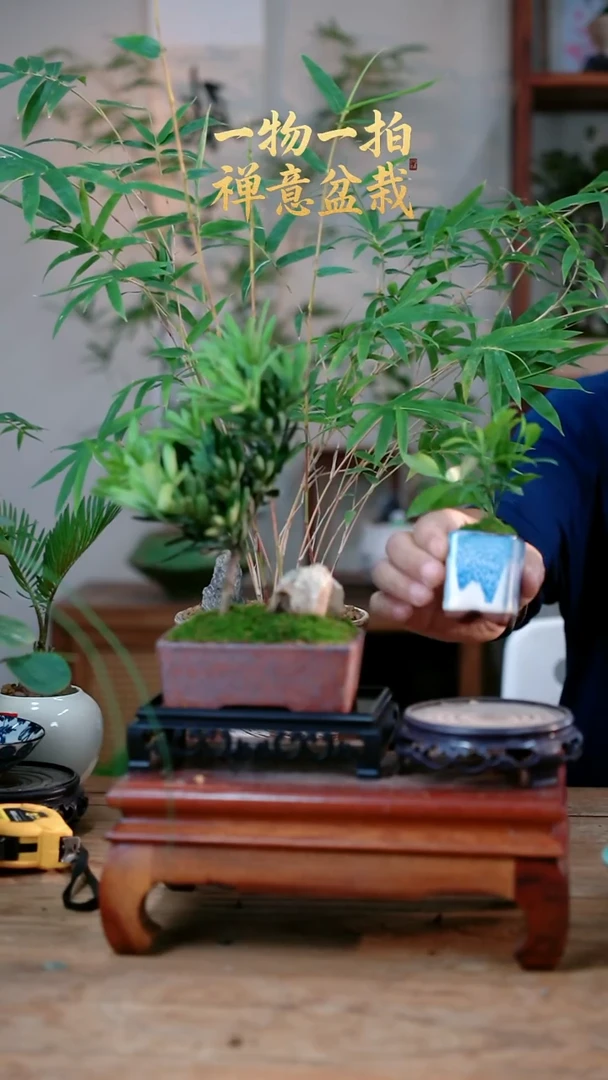 不开花植物沾**草罗汉松+竹柏225