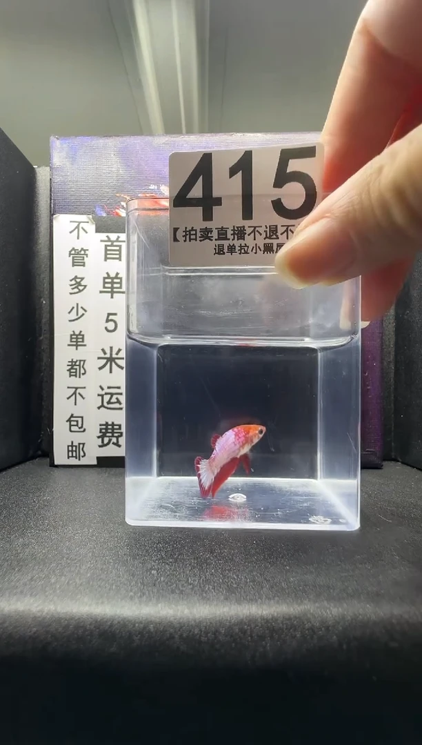 斗鱼母鱼编号：415