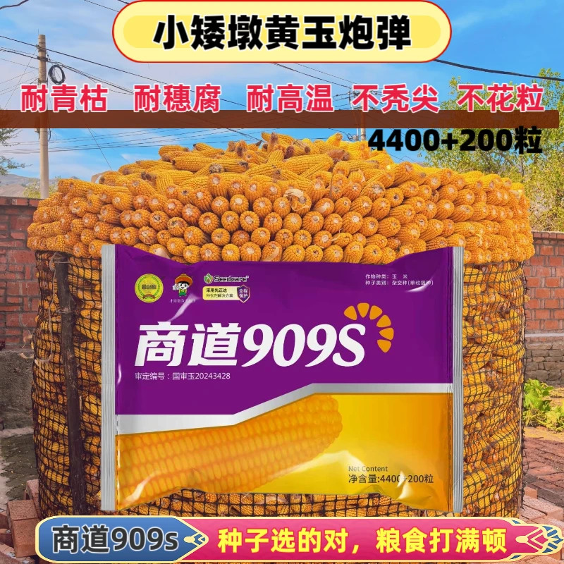 商道909S（杰1）小矮墩抗穗腐马齿红轴大棒抗病抗倒高产正品