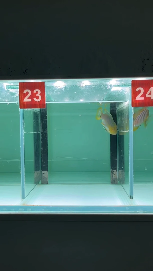 慈鲷鱼人工三湖慈鲷