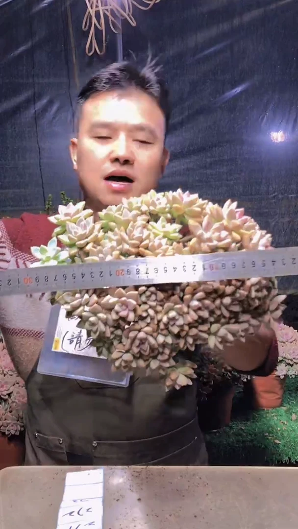 271淡雪缀化一物一拍