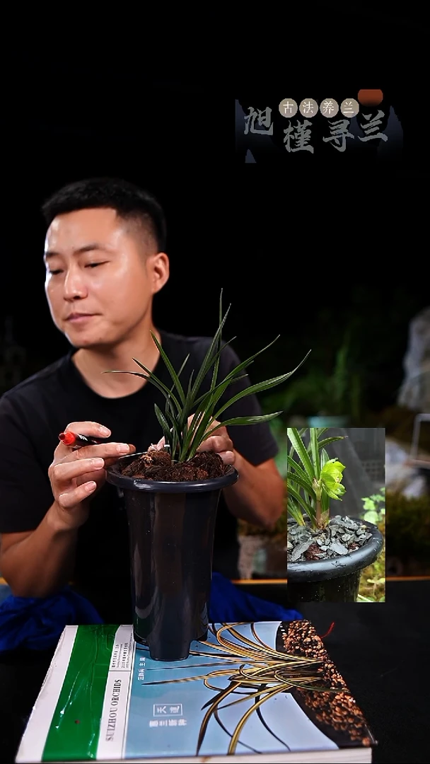 当前无花栽培后可以开花蔚*春兰绿云3苗（一物一拍）