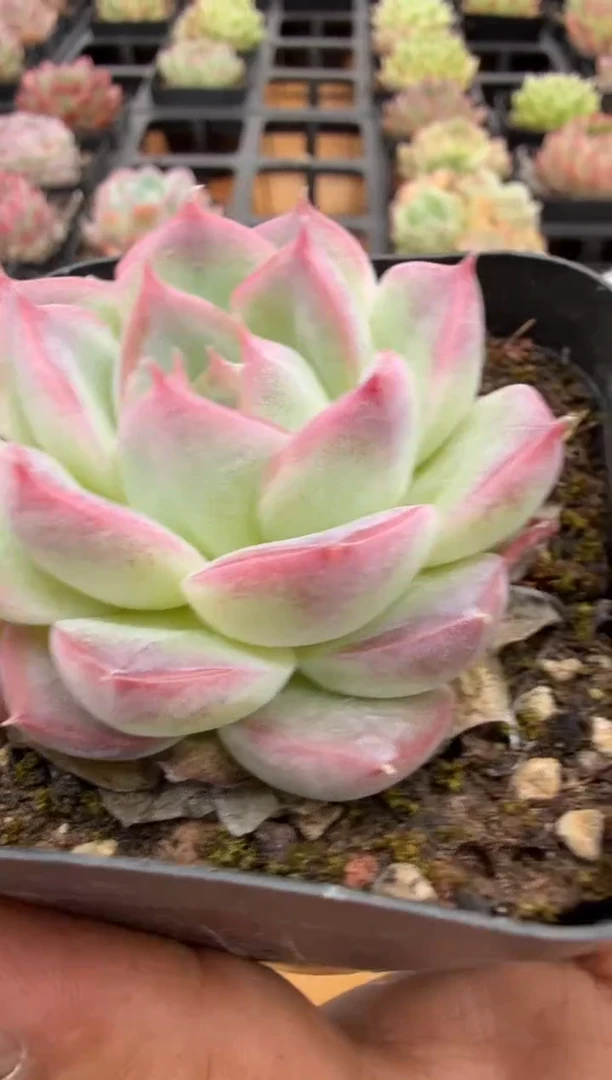 东云多肉二店-202