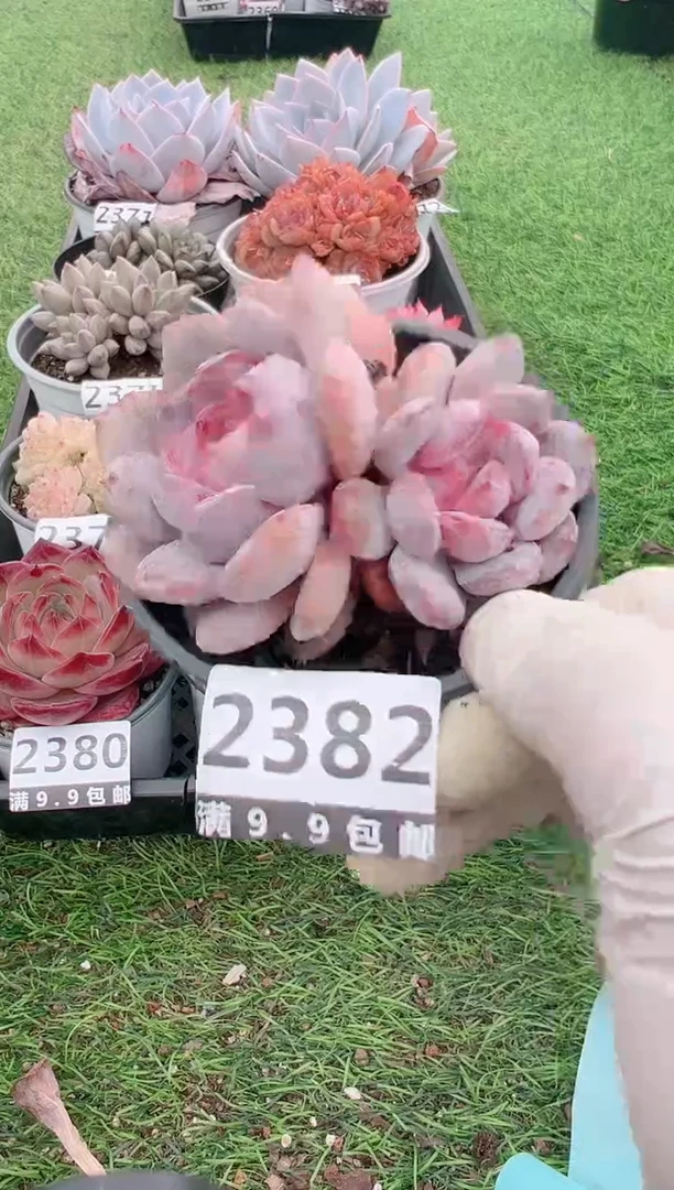 【闪购商品】信福多肉一物一拍