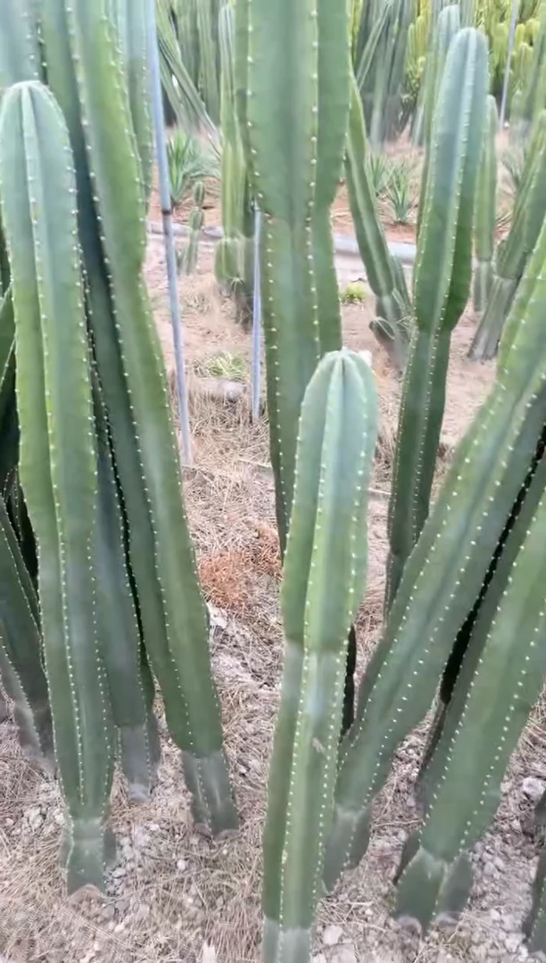 【闪购商品】【带根】60cm 量天尺