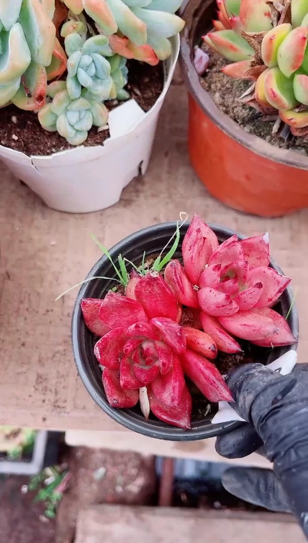 ?多肉植物一物一拍21237