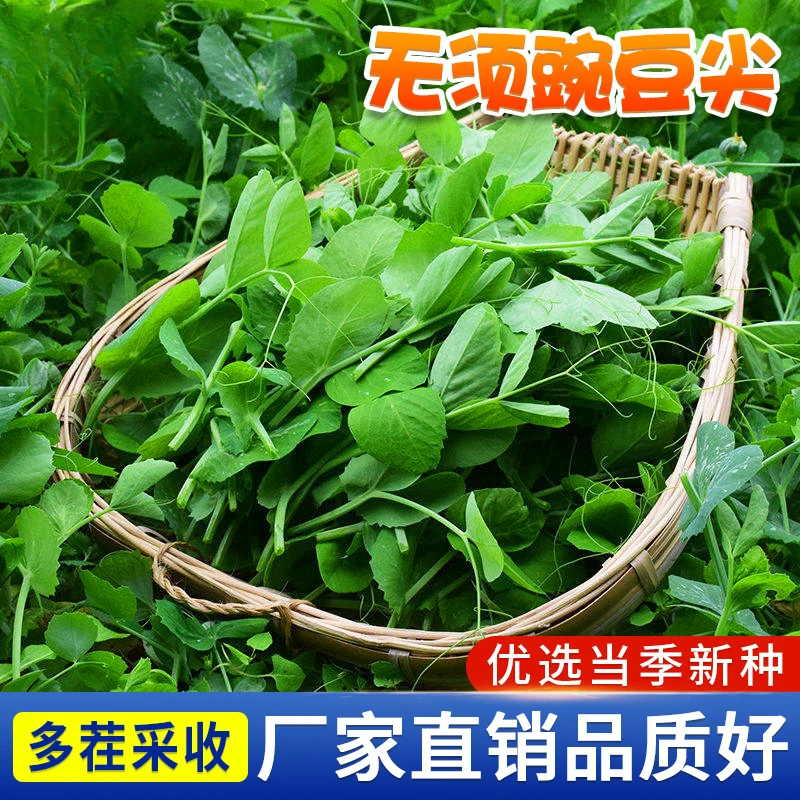 【三包起-果攸】豌豆尖种子四季种植无须豌豆苗种籽水培土培蔬菜孑