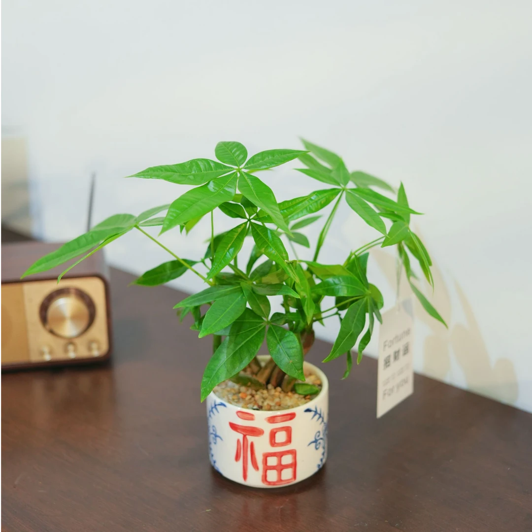 奇趣发财树室内四季常青绿植招财桌面客厅办公室