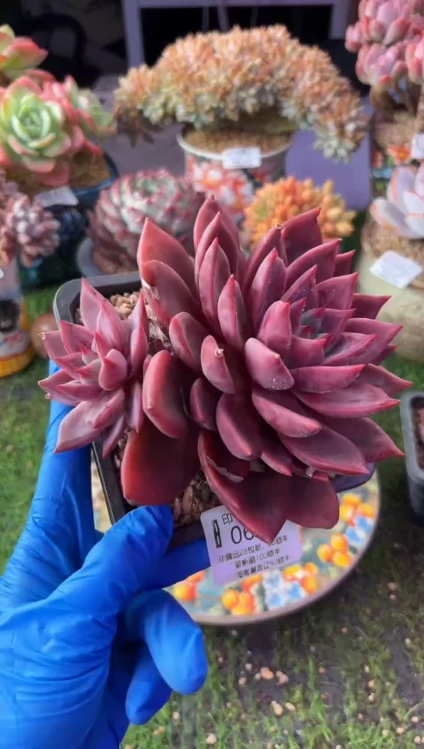 昆明印象多肉0638