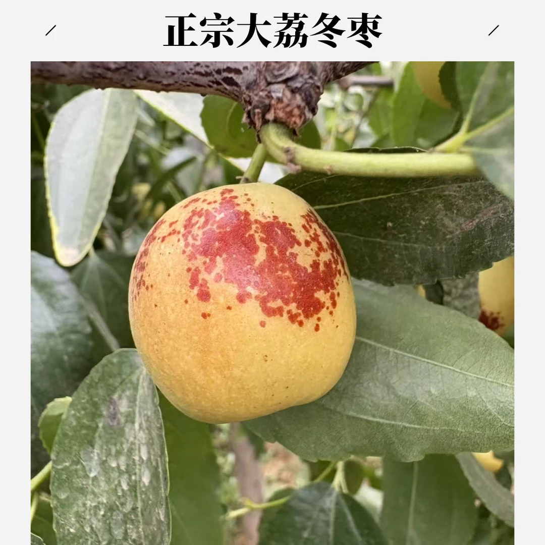 正宗陕西大荔冬枣现采现发脆甜多汁2斤