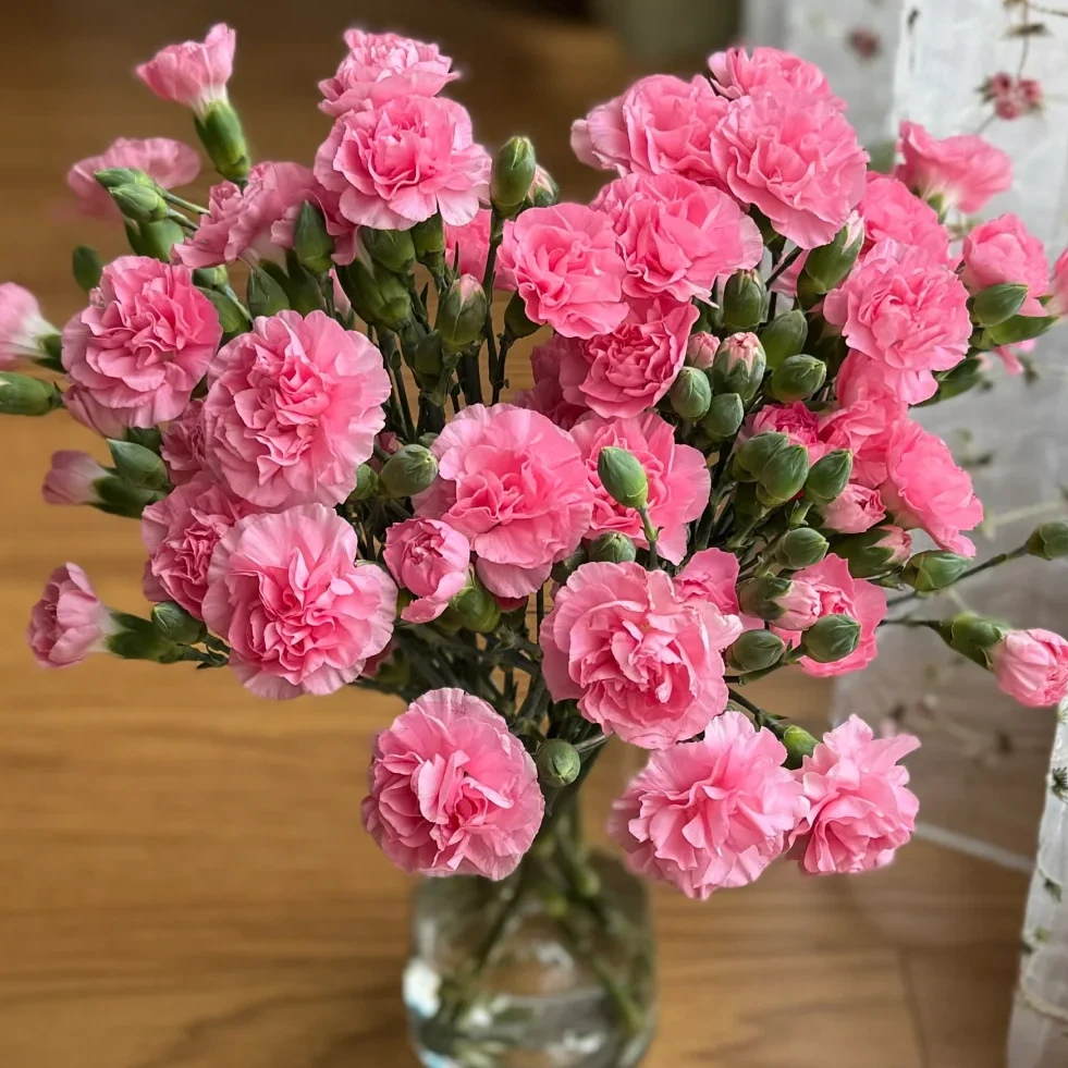 【珍珠粉多头康乃馨20支】云南新鲜鲜花全店任意两件升级顺丰