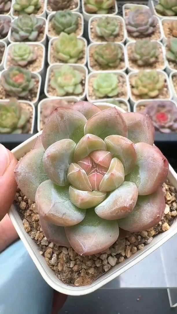 331D云禹多肉植物 带盆土纸巾打包 3颗包邮